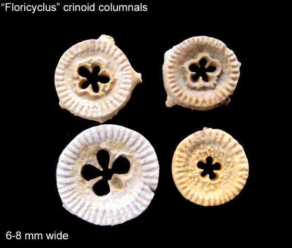 Floricyclus Crinoid Columnals
