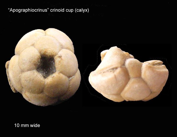 Apographiocrinus Crinoid Cap (calyx)